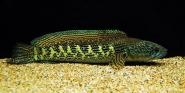 golden cobra snakehead 